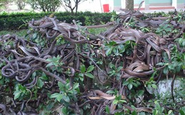 Hàng trăm con rắn đu mình trên cây tại "vương quốc" độc xà