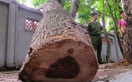 Đi câu cá, 'vớ' được cây sưa trị giá 20 tỷ đồng