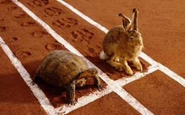 Truyện ngụ ngôn Rùa và Thỏ: liệu rùa có thể chiến thắng ở ngoài đời thực?