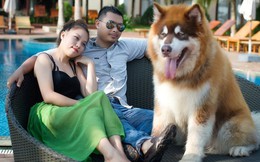 Chú chó Alaska 'khổng lồ' gây sốt khi bênh chủ bị vợ đánh