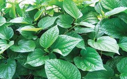 Quý ông ăn rau này, khỏi cần mua Viagra