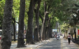 Trốn nắng gần 40 độ dưới hàng cổ thụ ở Sài Gòn