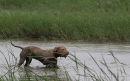 Rộ mốt nuôi chó Pit Bull: Những nguy hiểm rình rập