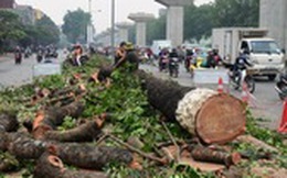 Thanh tra Chính phủ đề nghị Hà Nội làm rõ vụ chặt 6.700 cây xanh