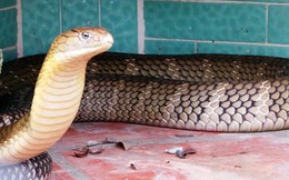 Cận cảnh những con rắn hổ mang chúa “khủng” ở Việt Nam