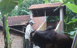 Bò ở... nhà lầu