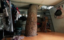 HN: Cây đâm xuyên nhà, vẫn quyết giữ dù được trả trăm triệu