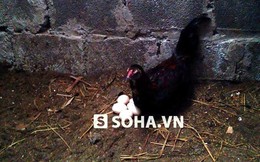 Kỳ lạ con gà mái "đội lốt" gà trống ở Hưng Yên