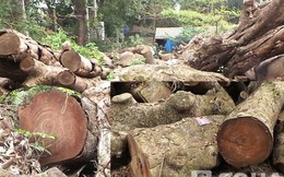 Hà Nội tiếp tục bán đấu giá gỗ, củi từ việc chặt cây