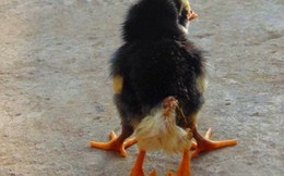 Kỳ lạ chú gà mới nở có 4 chân tại Nghệ An