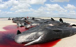 Kinh hoàng cá voi "tự sát" tập thể: Lời đe dọa cho con người?