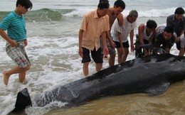 Người dân cứu hộ cá voi dạt vào bờ