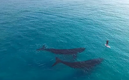 [Video] Khoảnh khắc người chèo ván đối mặt với hai con cá voi lớn