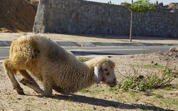 Cừu, dê gục ngã ở 'rốn hạn' Ninh Thuận