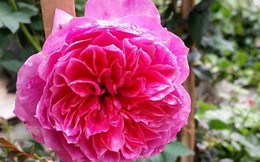 Một gốc hoa hồng Nhật Bản giá bằng cả tạ thóc