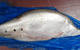 Bắt được cá Nàng Hai nặng 4,2 kg trên sông Tiền