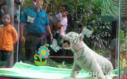 Cận cảnh hổ trắng quý hiếm mới đẻ ở Thảo cầm viên Sài Gòn