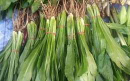 "Đánh bay" 10 loại bệnh chỉ bằng vài cọng mùi tàu (ngò gai)