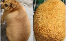 Xuất hiện chú chó lạ "tròn như quả mít" khiến dân mạng khoái chí