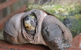 Con rùa kỳ lạ đem lại may mắn cho chủ nhân ở Tiền Giang