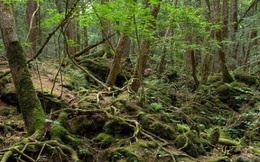 Ám ảnh khu rừng tự sát tại Nhật Bản