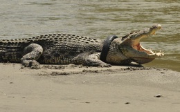 24h qua ảnh: Cá sấu khổng lồ mắc kẹt đầu trong lốp xe