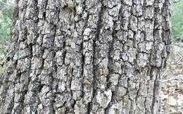 Chỉ người "tinh tường" mới nhận ra sinh vật chết người trong bức ảnh này