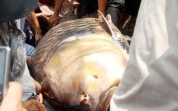 Ngư dân bắt được cá “khủng” ở Sài Gòn, cuộc sống giờ ra sao