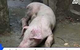 ‘Phù phép’ lợn ghẻ lở thành thịt lợn Mán, xuất bán về Hà Nội