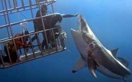 24h qua ảnh: Thợ lặn mạo hiểm đùa giỡn với cá mập khổng lồ