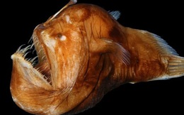 10 loài quái vật biển sâu kỳ dị nhất hành tinh