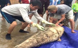 Xác cá heo dài 2m, gần 100kg trôi dạt vào bờ biển ở Hà Tĩnh