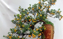Chiêm ngưỡng quất bonsai thế độc nhất vô nhị giá "trên trời"