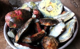 Thần dược giải nhiệt: 800 ngàn/kg, Hà Thành tranh nhau ăn