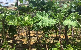 Hiếm có Việt Nam: Vườn rau cải cây cao 1,5m