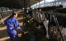 Hiếm có Việt Nam: Thị trấn 600 tỷ phú, lái ôtô dạo thăm bò