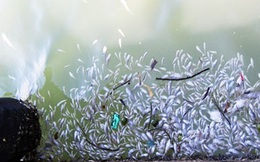 Tảo nở hoa khiến cá chết hàng loạt tại vùng biển Đầm Môn