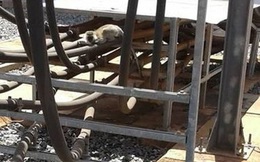 Kenya: Cả nước "khốn đốn" vì một con khỉ rơi vào lưới điện