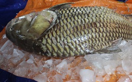 Cận cảnh cá "khủng" dài 1,5m vừa xuất hiện ở Sài Gòn