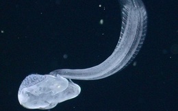 Sinh vật biển ‘người chở xác’ tái xuất sau 100 năm