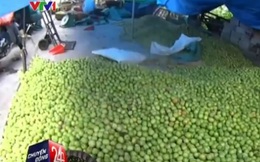 Cận cảnh công nghệ sản xuất táo "không thể độc hại hơn" ở Hưng Yên