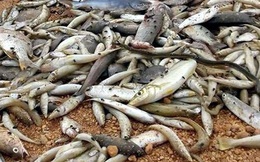 Vụ cá chết hàng loạt: Phải ngăn chặn để người dân không ăn hải sản chết