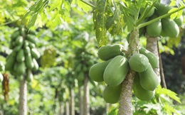 3 nhân chứng sống ngay tại Việt Nam kể chuyện dùng lá đu đủ chữa khỏi ung thư