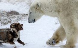 Vì bảo vệ chủ, chú cún nhà lao lên tấn công gấu hoang và cái kết...