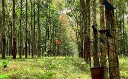 Đưa con riêng 7 tuổi của vợ vào vườn cao su hiếp dâm