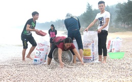 Hàng tấn "lộc trời" chất đống ở bờ biển Hà Tĩnh, người dân kiếm cả triệu/ngày