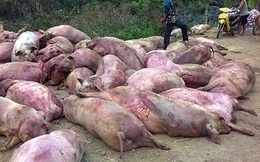 Hàng chục xác lợn chết tím tái, thâm đen bị lấy về ăn