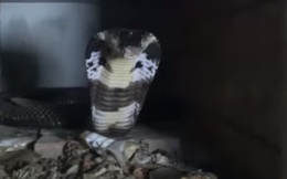 [VIDEO] Cận cảnh đưa thức ăn đến miệng rắn độc được nuôi ở Phú Thọ