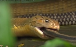 [VIDEO] Cận cảnh con rắn hổ mang chúa cực độc đang "chén" món ăn ưa thích