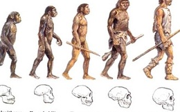 Chuyện gì xảy ra nếu loài người tiến hóa từ một loài khác chứ không phải vượn?